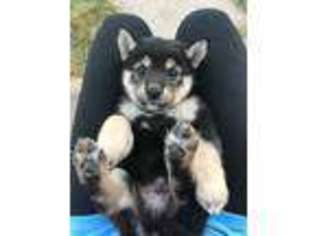 Shiba Inu Puppy for sale in Amboy, IL, USA