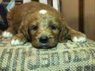 Goldendoodle Puppy for sale in Mannford, OK, USA