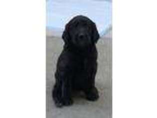 Goldendoodle Puppy for sale in Ventura, CA, USA
