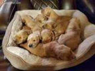 Golden Retriever Puppy for sale in Van, TX, USA