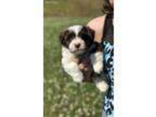 Havanese Puppy for sale in Columbia, TN, USA