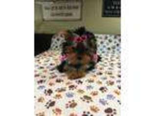 Yorkshire Terrier Puppy for sale in Delta, OH, USA