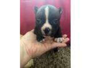 Mutt Puppy for sale in Melrose Park, IL, USA