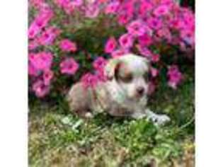 Miniature Australian Shepherd Puppy for sale in Arlington, WA, USA