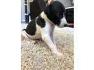 Greyhound Puppy for sale in Bakersfield, CA, USA