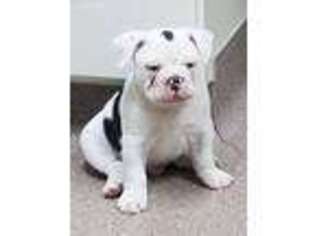 Olde English Bulldogge Puppy for sale in Monroe, MI, USA