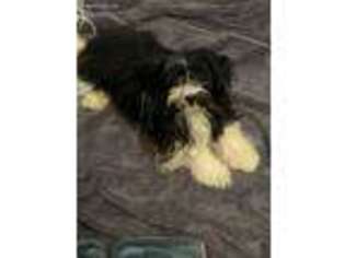 Havanese Puppy for sale in Seaside, CA, USA