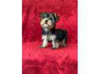 Yorkshire Terrier Puppy for sale in Morehead, KY, USA