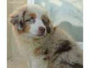 Miniature Australian Shepherd Puppy for sale in Ceres, CA, USA