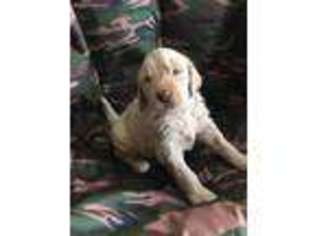 Labradoodle Puppy for sale in Fort Smith, AR, USA
