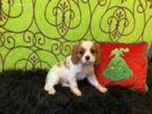 Cavalier King Charles Spaniel Puppy for sale in Columbus, OH, USA