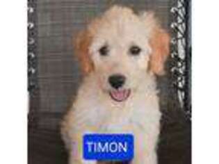Goldendoodle Puppy for sale in Fairview, MO, USA