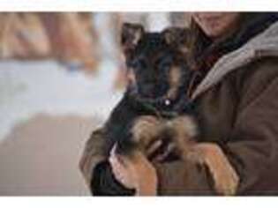 German Shepherd Dog Puppy for sale in Stillwater, OK, USA