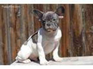 French Bulldog Puppy for sale in Burlington, CO, USA