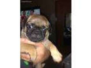 Pug Puppy for sale in Wonder Lake, IL, USA