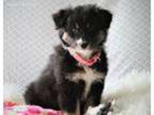 Australian Shepherd Puppy for sale in Shipshewana, IN, USA