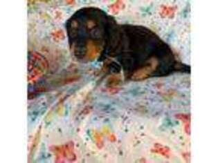 Dachshund Puppy for sale in Dover, OH, USA