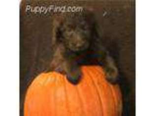 Goldendoodle Puppy for sale in Searcy, AR, USA