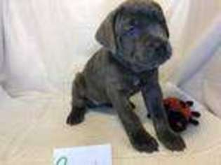 Cane Corso Puppy for sale in Akron, OH, USA