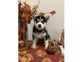 Siberian Husky Puppy for sale in Luling, LA, USA