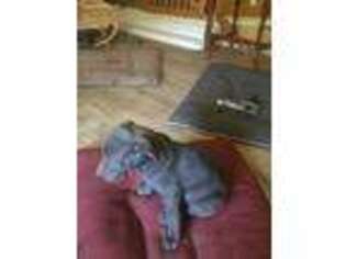Great Dane Puppy for sale in Coalmont, TN, USA