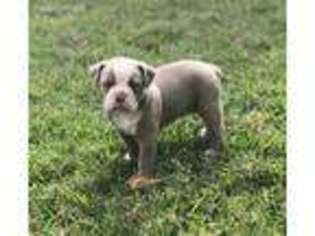 Olde English Bulldogge Puppy for sale in Poth, TX, USA