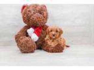 Cavapoo Puppy for sale in San Francisco, CA, USA