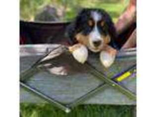 Bernese Mountain Dog Puppy for sale in Acton, CA, USA