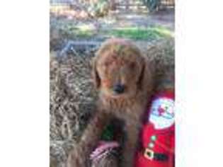 Goldendoodle Puppy for sale in Marianna, FL, USA