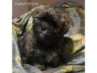 Mal-Shi Puppy for sale in Stockton, NJ, USA