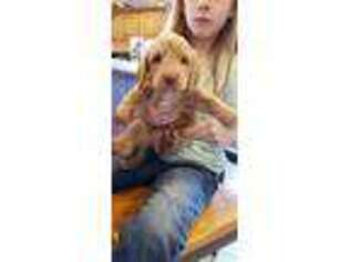 Labradoodle Puppy for sale in Milton, WI, USA