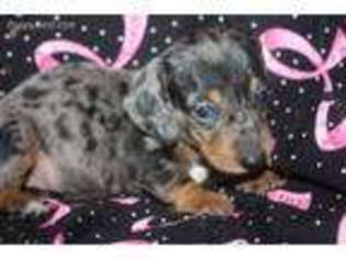 Dachshund Puppy for sale in Marshfield, MO, USA