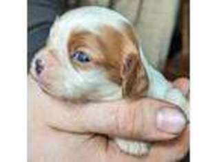 Cavalier King Charles Spaniel Puppy for sale in Arkport, NY, USA