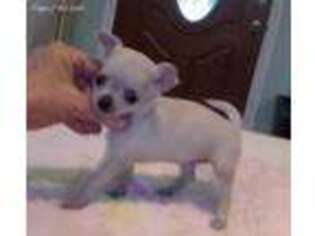 Chihuahua Puppy for sale in Gilbert, SC, USA