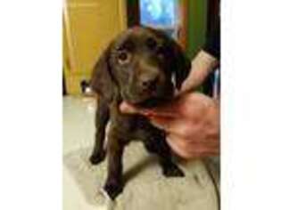 Labrador Retriever Puppy for sale in Wisconsin Rapids, WI, USA