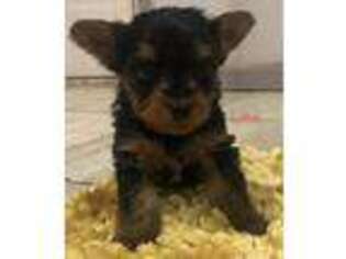 Yorkshire Terrier Puppy for sale in Lynbrook, NY, USA