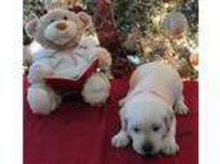 Labrador Retriever Puppy for sale in Alvin, TX, USA