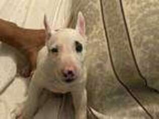 Bull Terrier Puppy for sale in Gladewater, TX, USA