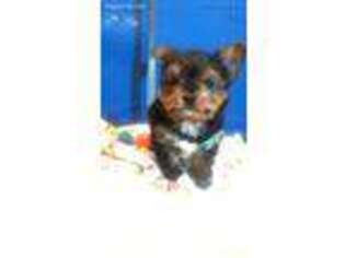 Yorkshire Terrier Puppy for sale in Carbondale, PA, USA