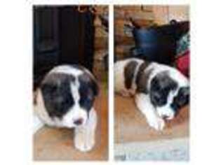 Akita Puppy for sale in Cassville, MO, USA