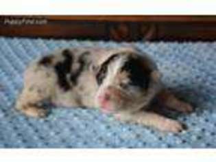 Australian Shepherd Puppy for sale in Owensboro, KY, USA
