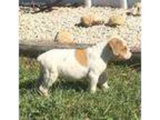 Olde English Bulldogge Puppy for sale in Seguin, TX, USA