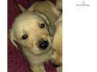 Labrador Retriever Puppy for sale in Worcester, MA, USA