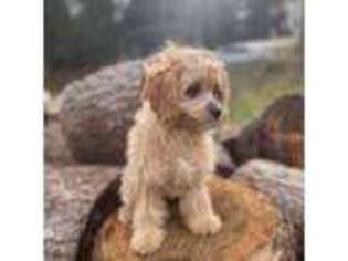 Cavapoo Puppy for sale in Everett, WA, USA
