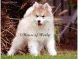 Siberian Husky Puppy for sale in San Diego, CA, USA
