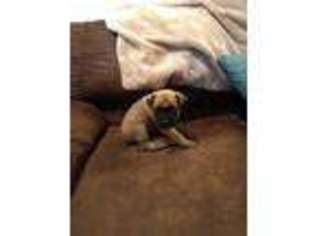 Mastiff Puppy for sale in Cleveland, TN, USA