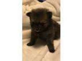 Pomeranian Puppy for sale in New Franklin, MO, USA