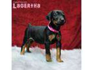 Doberman Pinscher Puppy for sale in Salem, MO, USA