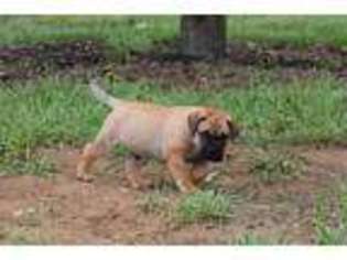 Bullmastiff Puppy for sale in SAN AUGUSTINE, TX, USA