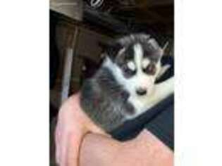 Siberian Husky Puppy for sale in Westfield, MA, USA